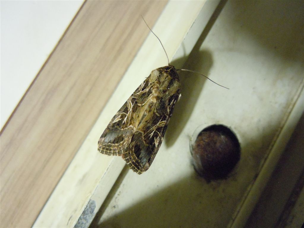 Spodoptera littoralis